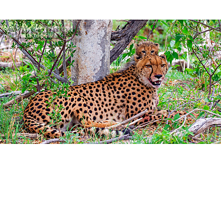 
                Leopard                   