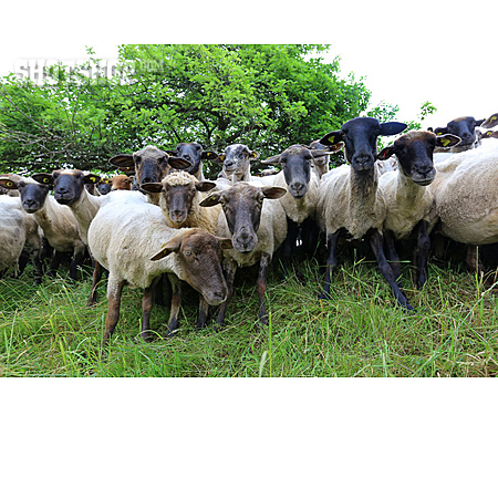 
                Schafe, Schafherde, Hausschaf, Schafzucht                   