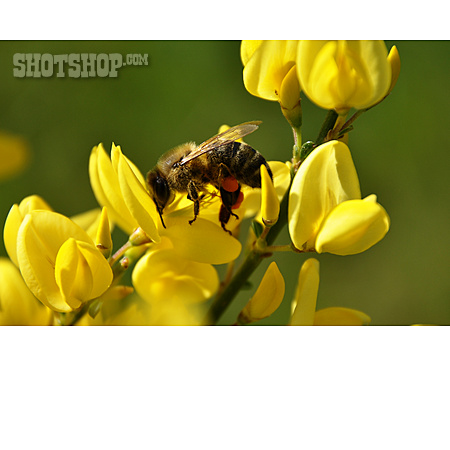 
                Honigbiene, Besenginster, Pollenflug                   