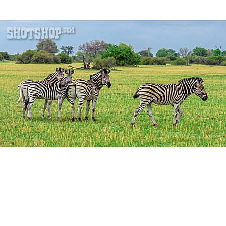 
                Zebra, Savanne                   