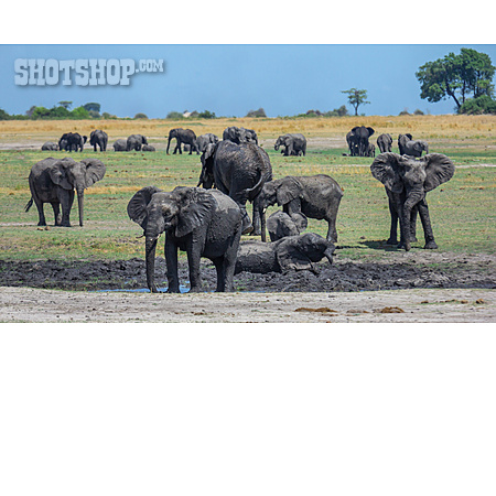 
                Elefant, Schlammbad, Chobe-nationalpark                   