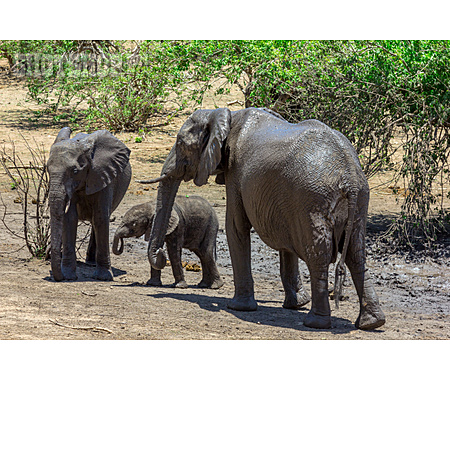 
                Elefantenfamilie, Chobe-nationalpark                   