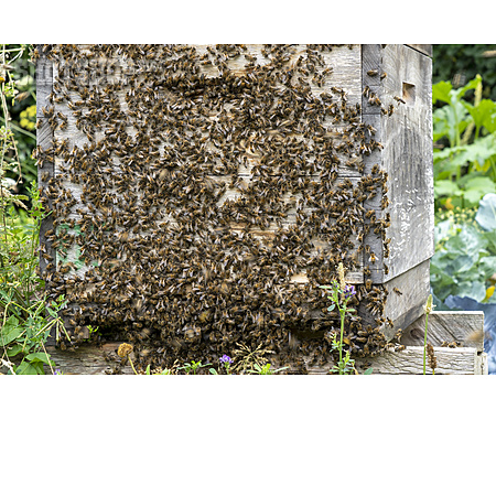 
                Honigbiene, Bienenschwarm                   