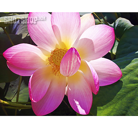 
                Lotusblüte, Indische Lotosblume                   