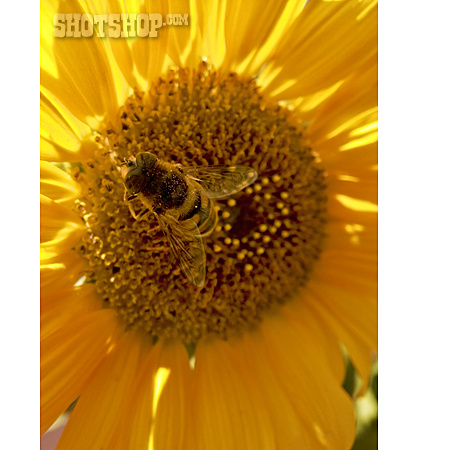 
                Honigbiene, Blütenpollen                   
