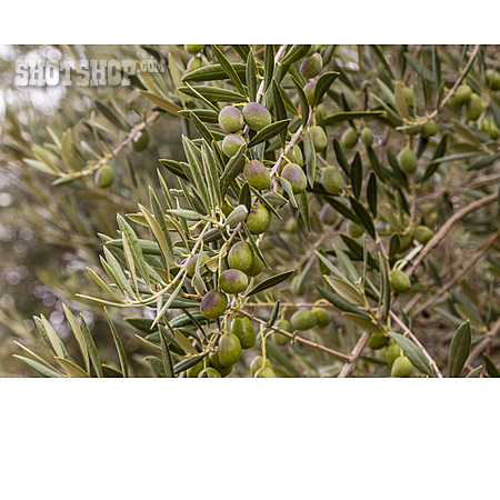 
                Olivenbaum, ölbaum                   