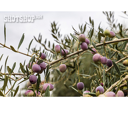 
                Olives, Olive Tree                   