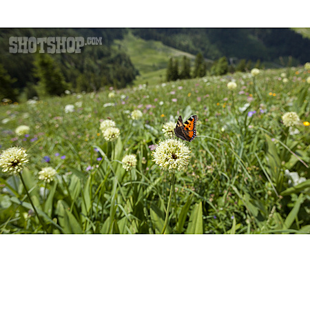 
                Schmetterling, Wildblumen, Stubaier Alpen                   