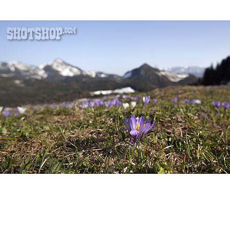 
                Krokusse, Wiesenblumen, Chiemgauer Alpen                   