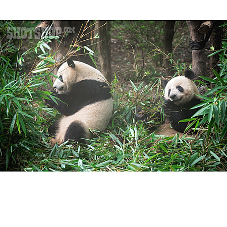 
                Bambus, Großer Panda                   