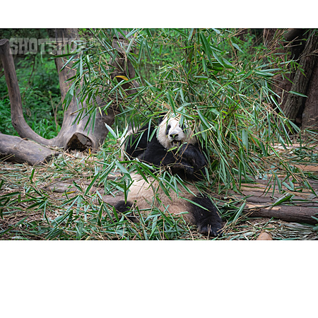 
                Bambus, Pandabär                   