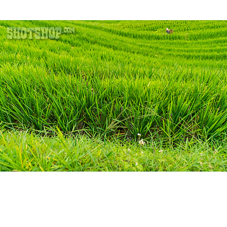 
                Landwirtschaft, Reisfeld, Reisanbau                   