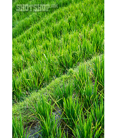 
                Reisfeld, Reisanbau, Reispflanze                   