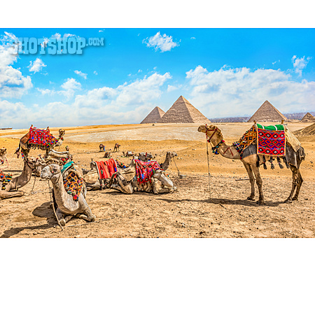 
                ägypten, Kamele, Kameltour                   