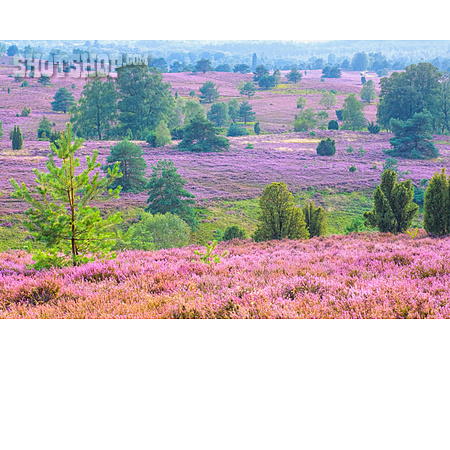 
                Lüneburger Heide, Heidelandschaft, Heideblüte                   