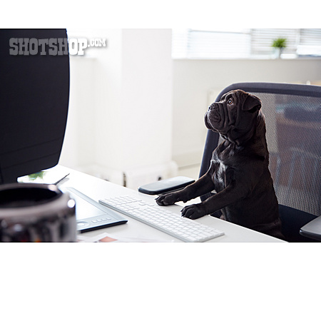
                Dog, Boss, Home Office                   