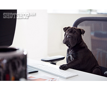 
                Hund, Boss, Home Office                   