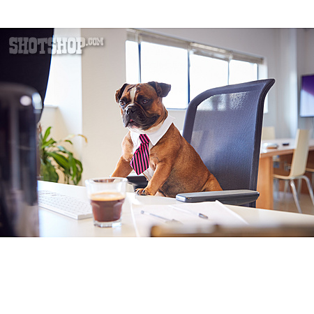 
                Büro, Bulldogge, Boss                   