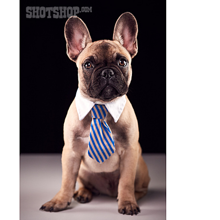 
                Boss, Französische Bulldogge                   