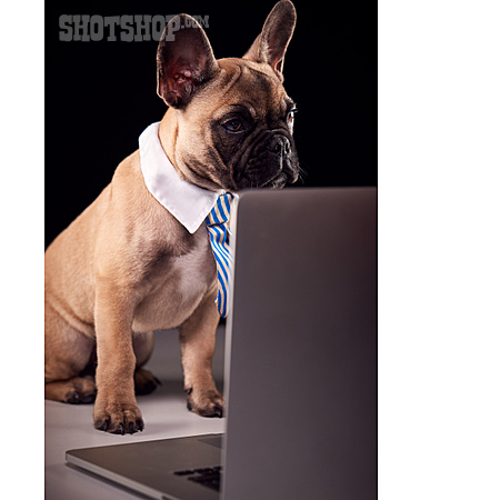 
                Laptop, Französische Bulldogge, Homeoffice                   