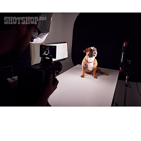 
                Tierportrait, Hund, Fotoshooting, Fotostudio                   