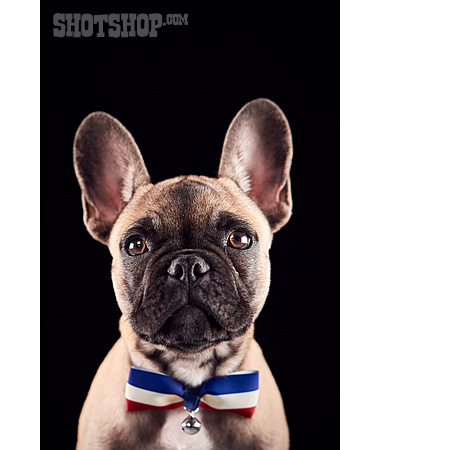 
                Hund, Herrenfliege, Französische Bulldogge                   