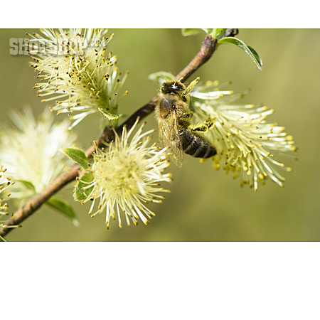 
                Biene, Blütenstaub, Baumblüte, Weidenkätzchen, Pollenflug, Weidenblüte                   