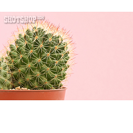 
                Kaktus                   