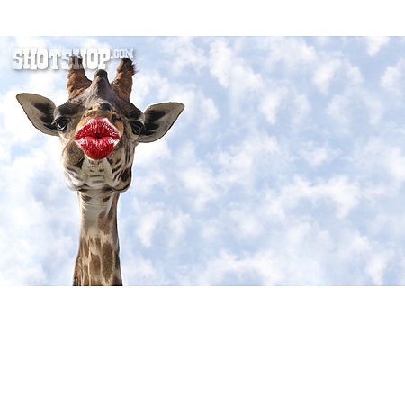 
                Kussmund, Giraffe                   