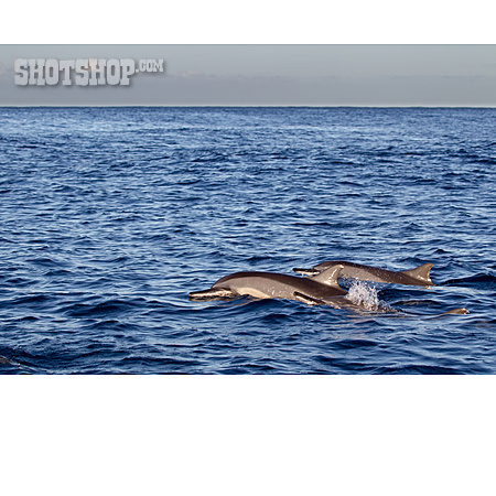 
                Ostpazifischer Delfin                   