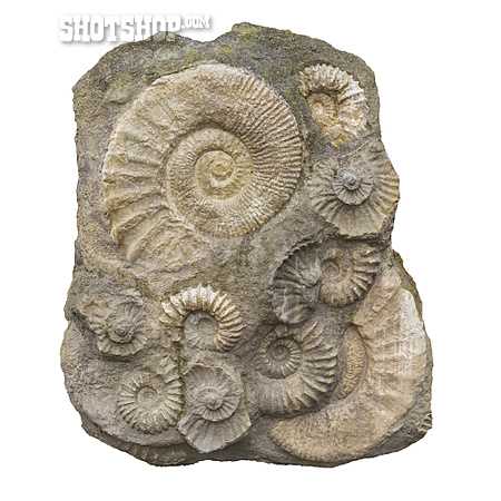 
                Fossil, Ammonit, Versteinerung                   