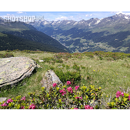 
                Vegetation, Berglandschaft, Alpenrose                   