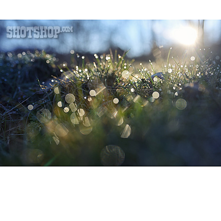 
                Gras, Lichtreflexe, Bokeh                   