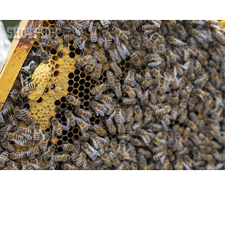 
                Bienenwabe, Honigbienen, Zuchtrahmen                   