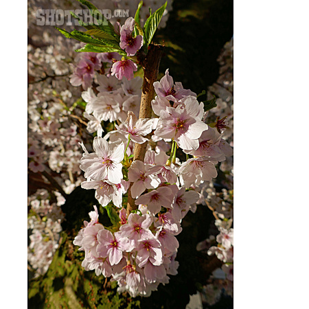 
                Japanische Blütenkirsche                   