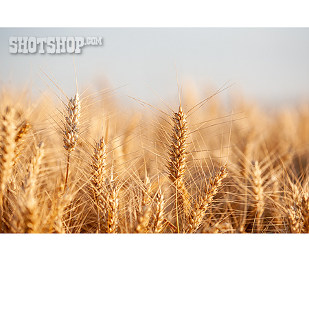 
                Barley, Corn Field                   