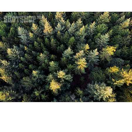 
                Wald, Fichtenwald, Drohne                   