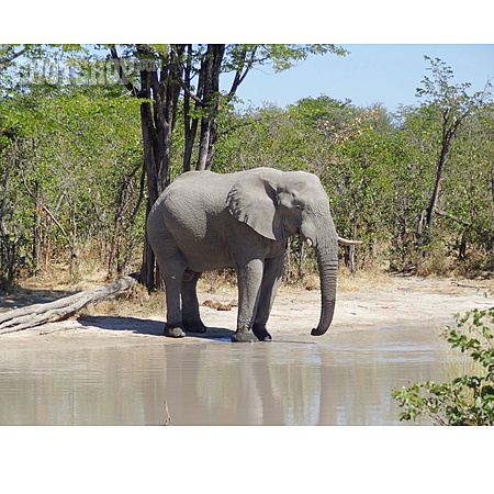 
                Elefant, Wasserloch, Afrikanischer Elefant                   