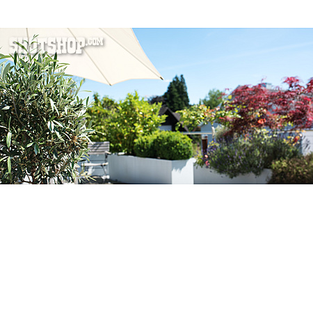 
                Sonnenschirm, Olivenbaum, Gartenterrasse                   