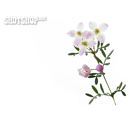 
                Boronia Anemonifolia, Boronia                   