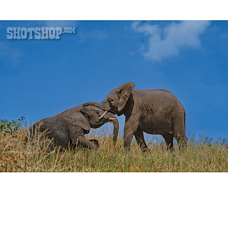 
                Elefant, Tarangire Nationalpark                   