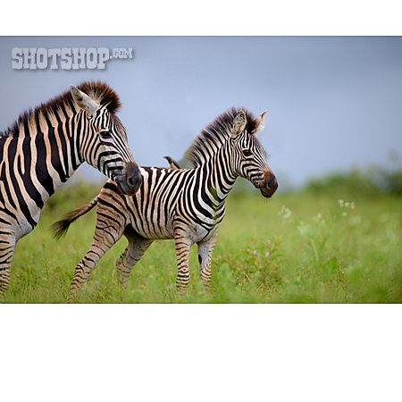 
                Jungtier, Zebra, Muttertier                   