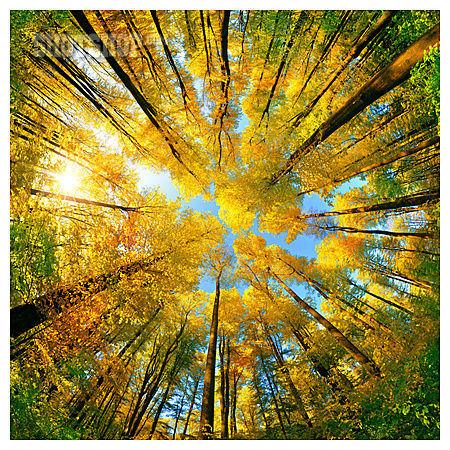 
                Wald, Herbst, Bäume, Herbstfarben, Aufwärts                   