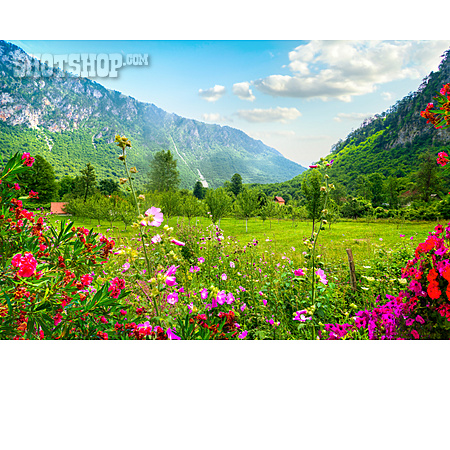 
                Blumenwiese, Montenegro, Dobrilovina                   