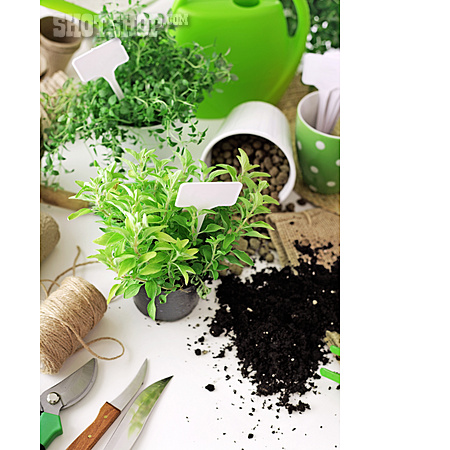 
                Gardening, Planting, Herb Garden                   