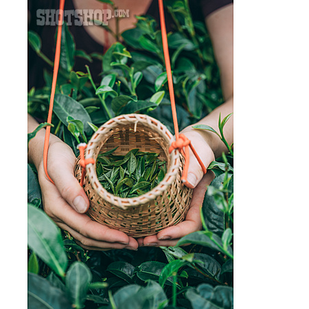 
                Tea Plant, Harvesting, Tea Leaf                   
