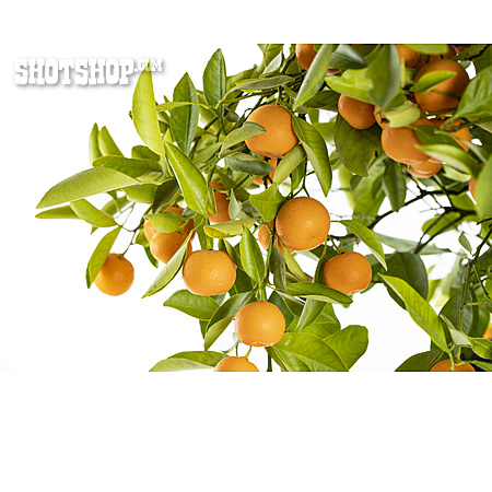 
                Orange, Zweig, Orangenbaum                   