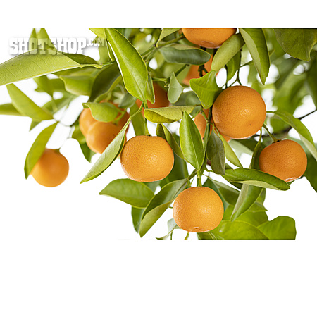 
                Orange, Orangenbaum                   