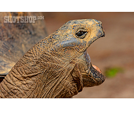 
                Seychellen-riesenschildkröten                   