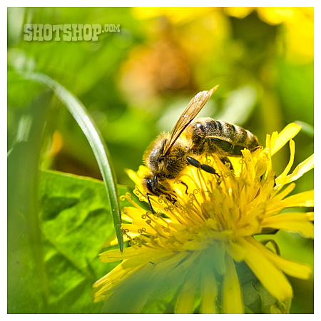 
                Biene, Honigbiene, Löwenzahnblüte                   